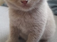 Sahiplendirilecek 5 tane cins kedi scottish fold