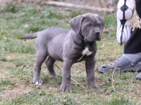 CANE CORSO KÖPEKLER