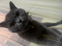 British shorthair dişi tuvalet eğitimi var