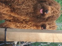 Kıvırcık tüylü Toy Poodle ve Maltipoo yavrular