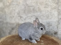 Cüce Tavşan Burdur