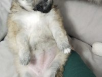 50 günlük pomeranian