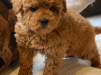 Eğitilebilir Toy Poodle Yavruları ile Evinize Neşe Katın