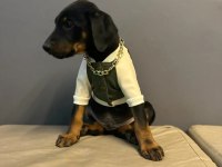 King Doberman Yavrularımız Mağazamızdan Sizlerle