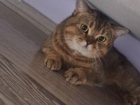 Tonton Kedimiz Yeni Yuvasına Gitmeye Hazır