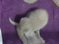 British shorthair ve scottish fold yavrular