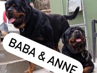 Rottweiler Yavru