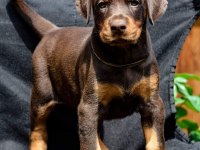 Irk Garantili Doberman Yavruları