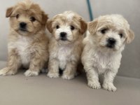 Kaliteli maltipoo yavruları için ulaşabilirsiniz