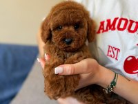 Toy poodle yavrularımız 81 ile gönderim mevcuttur