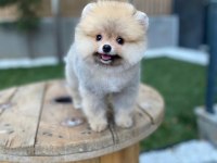 SAFKAN A CLASS AYICIK POMERANİAN BOO