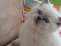 EN GÜZEL KEDİLER BİZİZ