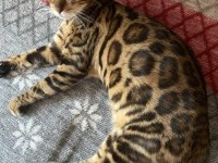 Seçkin Kan Hatlarından Bengal Yavruları