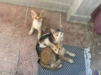 Kedimize Ömürlük Yuva Arıyoruz