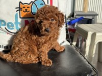 Ankaranın en özel toy poodle yavruları