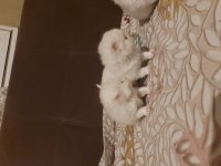13 Nisan doğumlu beyaz scottish fold bebekler