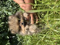 Sevimli Ayı Surat Pomeranian Boo
