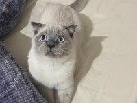 UCRETSİZ SAHİPLENME KEDİMİZ
