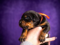 Üretim Çiftliğinden Doberman Yavrular