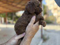 KORE RED BROWN POODLE