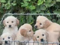 GOLDEN RETRİEVER BABY SENIN OLSUN NEDERSIN