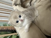 Safkan British Longhair değerinde verilir
