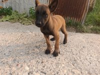 2 Aylık Dişi Belçika Kurdu Sağlıklı Veteriner Kontrolünde