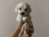 yavru maltese terrierler