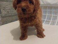 2 aylık safkan poodle