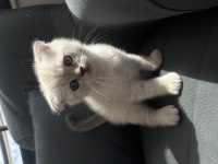 2 AYLIK SCOTTİSH VE LILAC KEDİMİZ