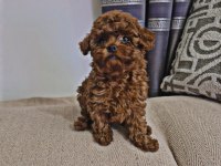 Kore poodle