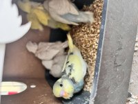 Ev üretimi minik muhabbet kuşlar