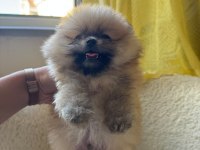 SAĞLIK VE IRK GARANTİLİ POMERANİAN BOO