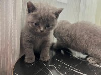 British Shorthair Yavrular Gönderim Mevcut