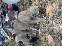 Mükemmel anatomi Kangal yavrular