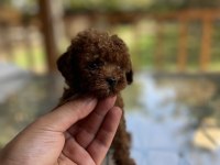 Red  Poodle  yavrularımız 