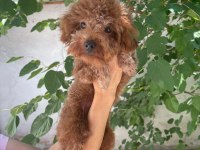 8 Aylık Erkek 20 Cm Kore Poodle