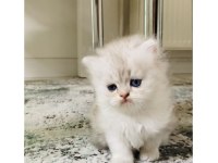 Sıradışı bir güzellikte British longhair bebek