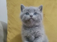 British shorthair gri ve lilac yavrular 60 günlük