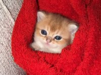 Yavrular british shorthair