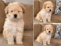 Son Dişi Maltipoo Bebek
