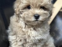 Maltipoo Barbi Bakımlı