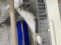 Albino (beyaz) sultan papağanı yavru