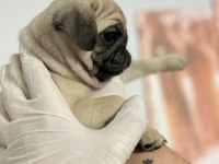KALİTELİ PUG MOPS BEBEKLER