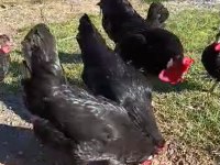 5+1 SİNOP GERZE HACI KADIN TAVUKLAR