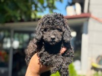 Eşsiz güzellikteki Toy Poodle bebekler