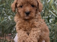 Kore Toy Poodle Yavrular