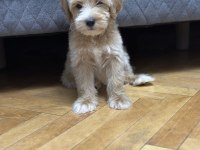 DEV POODLE YAVRULARI