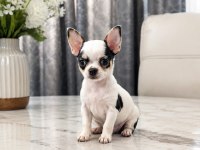 DİŞİ MİKRO TEACUP BOY MÜKEMMEL ANATOMİ YAVRU ŞİVAVA