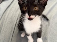 SMOKİN YAVRU KEDİLER